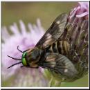 Chrysops relictus - Bremse m06.jpg